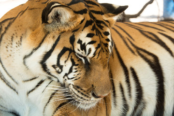 Tiger Close Up Portrait
