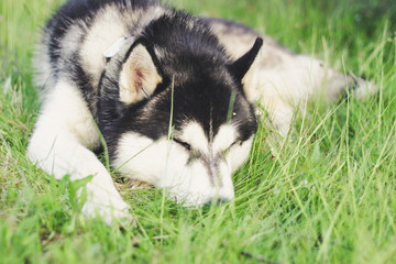 Fototapeta premium Husky dog ​​in the grass. View on the Carpathian Mountains.