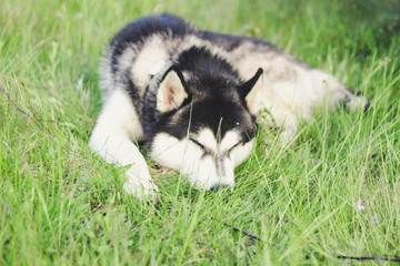 Husky dog ​​in the grass. View on the Carpathian Mountains.