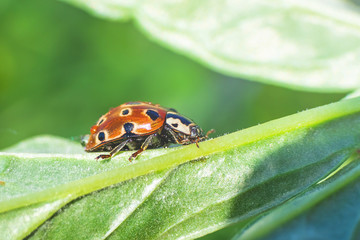 Mottled ladybug closeup. Summer macro photo. Minimalism, summer concept for posters, postcards. Copy space. Amazing beauty of insects.
