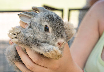 Naklejka premium gray rabbit in children's hands