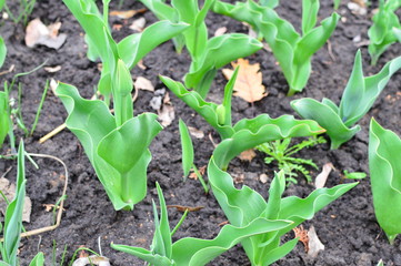 young plants in the garden