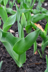 young plant in the garden