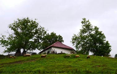Fototapeta na wymiar a small old house and sheep
