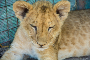 Beautiful young lion