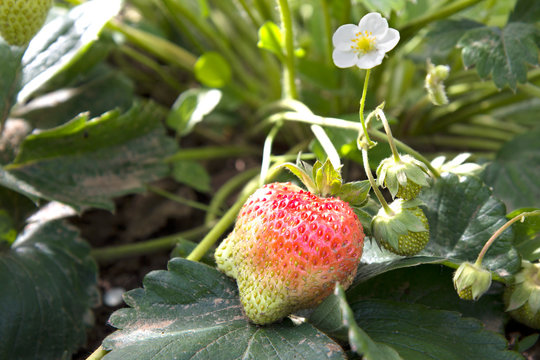 Red ripe and unripe strawberry and flower on the Bush.Strawberry in maturing. 