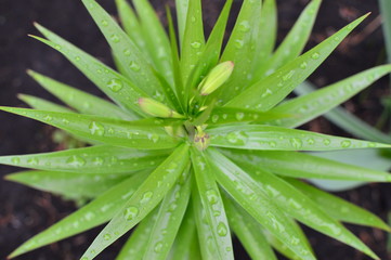 Fototapeta premium aloe vera leaves