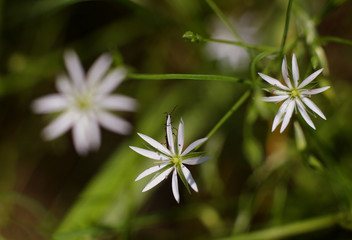 wildflowers in macro image on blurred background