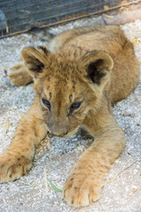Beautiful young lion