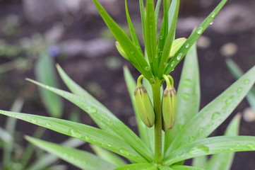 Obraz premium green leaf with water drops