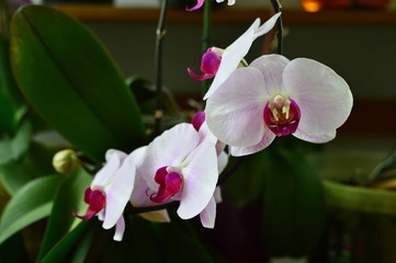 Fototapeta na wymiar closeup of a orchid