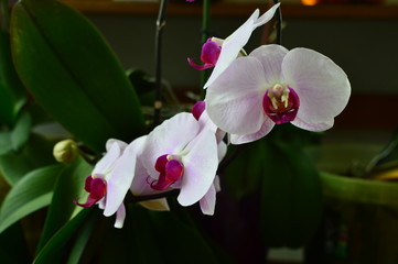 closeup of a orchid
