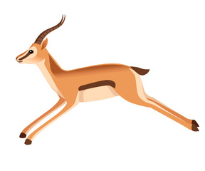 Fototapeta na wymiar African wild black-tailed gazelle with long horns cartoon animal design flat vector illustration on white background side view antelope running