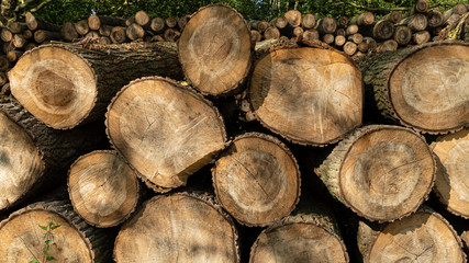 Felled timber stacked up. Tree forestry exploitation