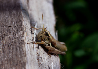 grasshopper resting on the green grass