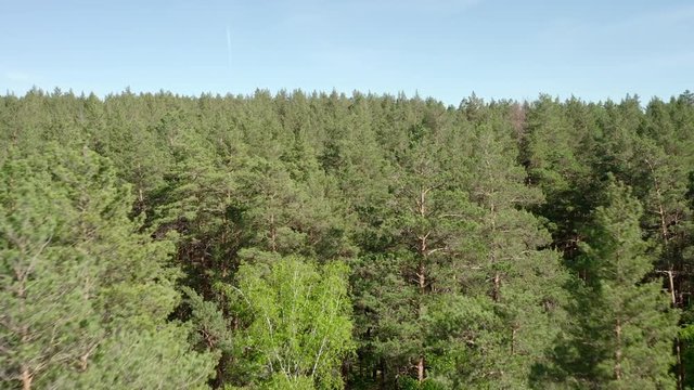 Aerial view; drone flying forward over the trees crones to horizon line; beautiful mixed forest with pine trees, bright juicy spring foliage of birches; government-protected Iremel reserve, South Ural