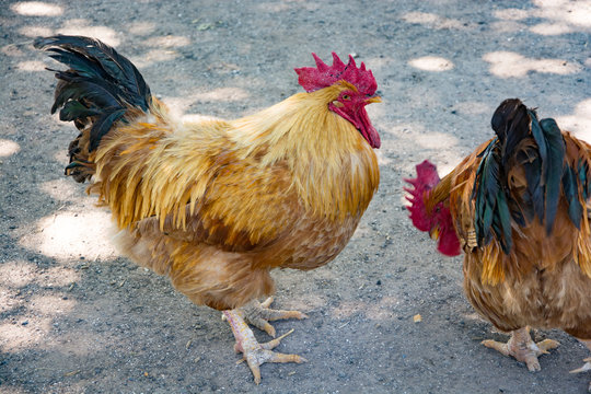 cock on the farm