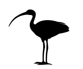 Obraz premium Black silhouette American white ibis flat vector illustration cartoon animal design white bird with red beak on white background side view