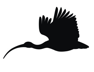 Black silhouette American white ibis flying flapping his wings flat vector illustration cartoon animal design white bird with red beak on white background side view