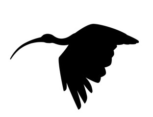Black silhouette American white ibis flying flapping his wings flat vector illustration cartoon animal design white bird with red beak on white background side view - obrazy, fototapety, plakaty