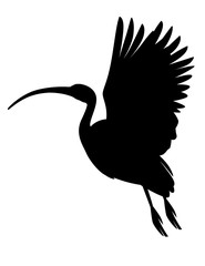 Black silhouette American white ibis flying flapping his wings flat vector illustration cartoon animal design white bird with red beak on white background side view