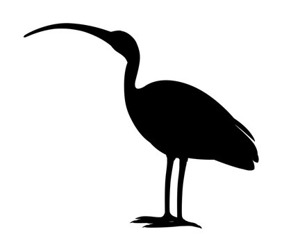 Black silhouette American white ibis flat vector illustration cartoon animal design white bird with red beak on white background side view