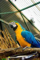 Ara ararauna. Blue-yellow macaw parrot portrait. Ara macaw parrot