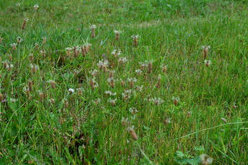 green grass and flowers