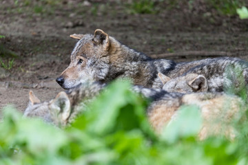 Naklejka na ściany i meble pack of gray wolves (Canis lupus) in nature