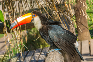 South american mlticolored toco toucan adult bird (Ramphastos toco) close up.