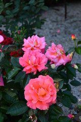 red flowers in the garden