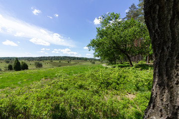 Fototapeta na wymiar Baum mit Landschaftspanorama im Hintergrund