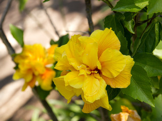 Beautiful summer flowers in the garden.	