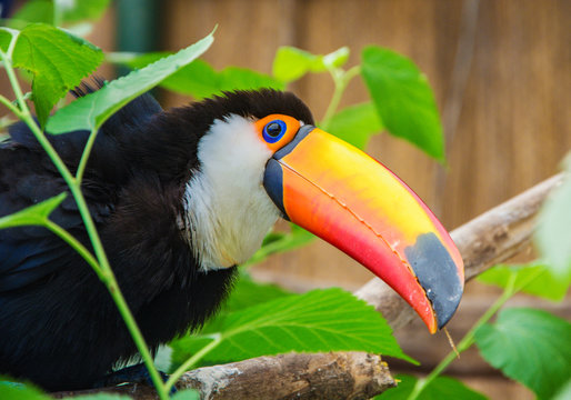 South american mlticolored toco toucan adult bird (Ramphastos toco) close up.