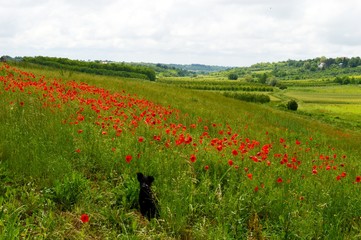 little black puppy in a meadow with red poppy