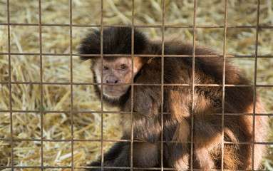 monkey in the aviary in the zoo