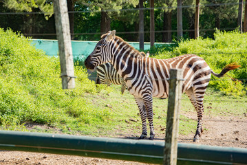 Fototapeta na wymiar Zebra in the aviary in the zoo