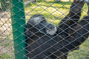monkey in the aviary in the zoo