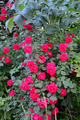 seamless background with roses