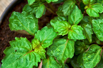 A young Pogostemon cablin patchouli plant growing in pot with its green leaves wet from rain or dew, shown from above, medicinal plant used in aromatherapy.