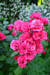 seamless background with roses