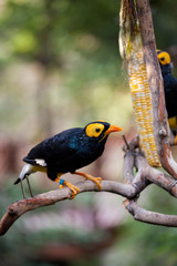 Yellow faced myna eating corn cob at aviary