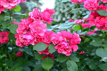 seamless background with roses