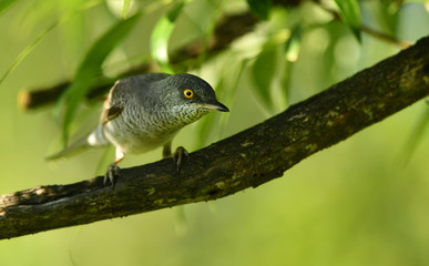 Barred warbler (Sylvia nisoria) close up