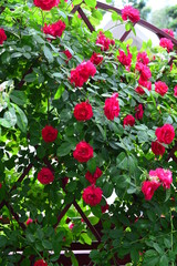 Obraz premium seamless background with roses