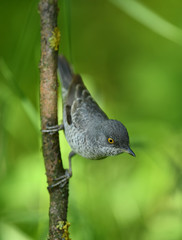 Barred warbler (Sylvia nisoria) close up