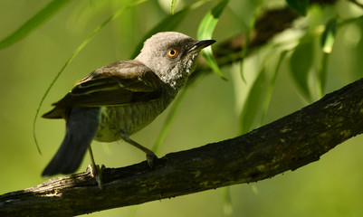 Barred warbler (Sylvia nisoria) close up