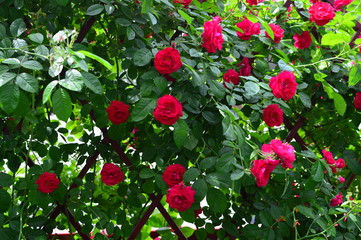 seamless background with roses