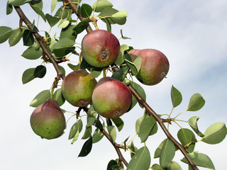        red and green pears are spiced on the tree           