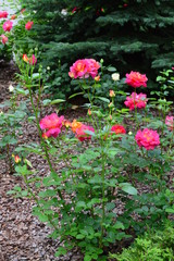 seamless background with roses